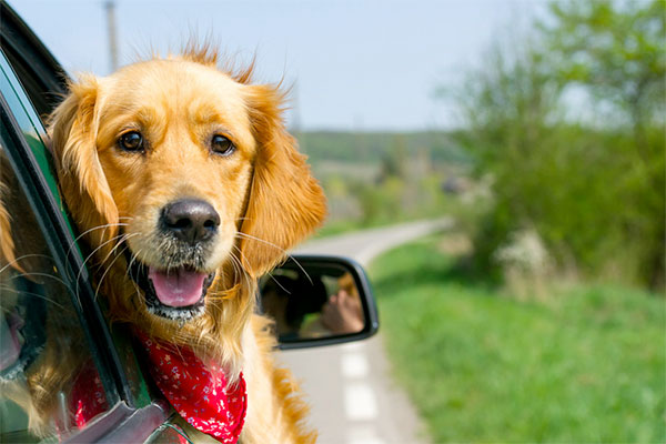 ANIMAUX DE COMPAGNIE - Les chiens sont-ils acceptés dans les domaines?