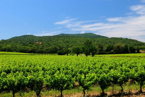 Les domaines viticoles à ne pas manquer autour de Vidauban