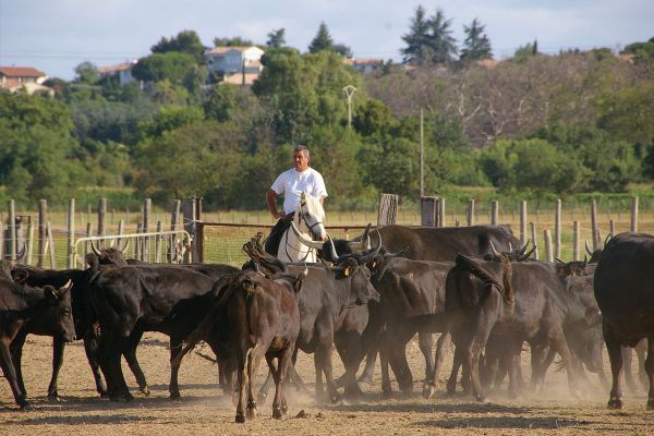 Les événements à ne pas rater à Portiragnes